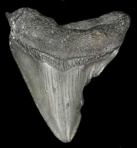 Juvenile Megalodon Tooth - Georgia #61615